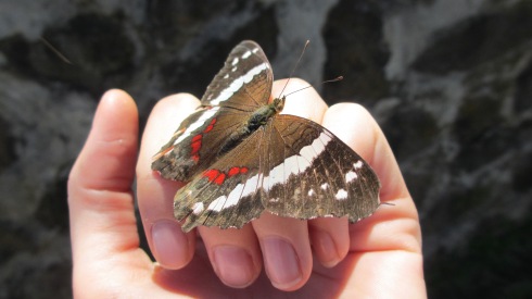 Costa Rica butterfly 010