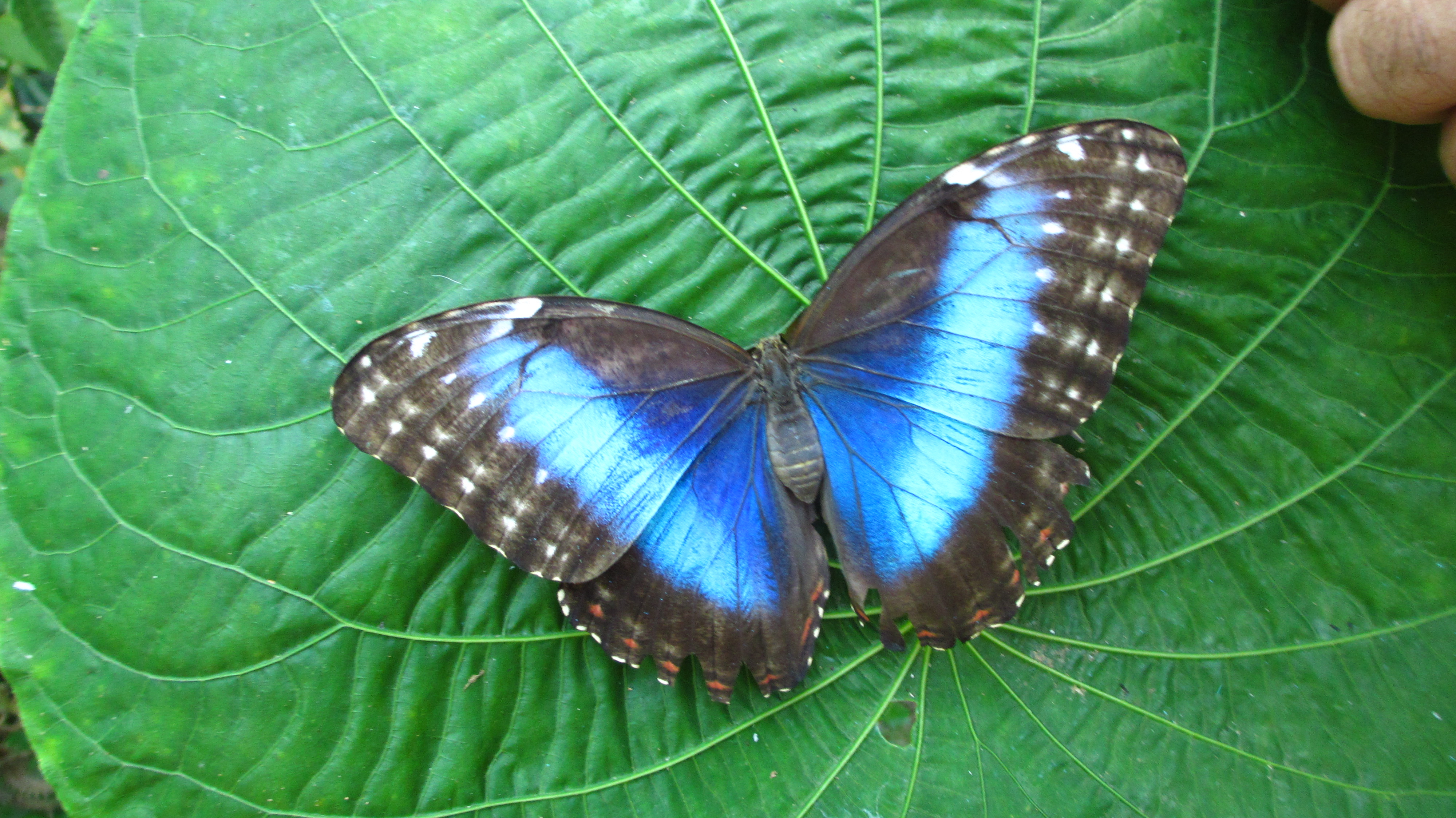 Butterflies morpho