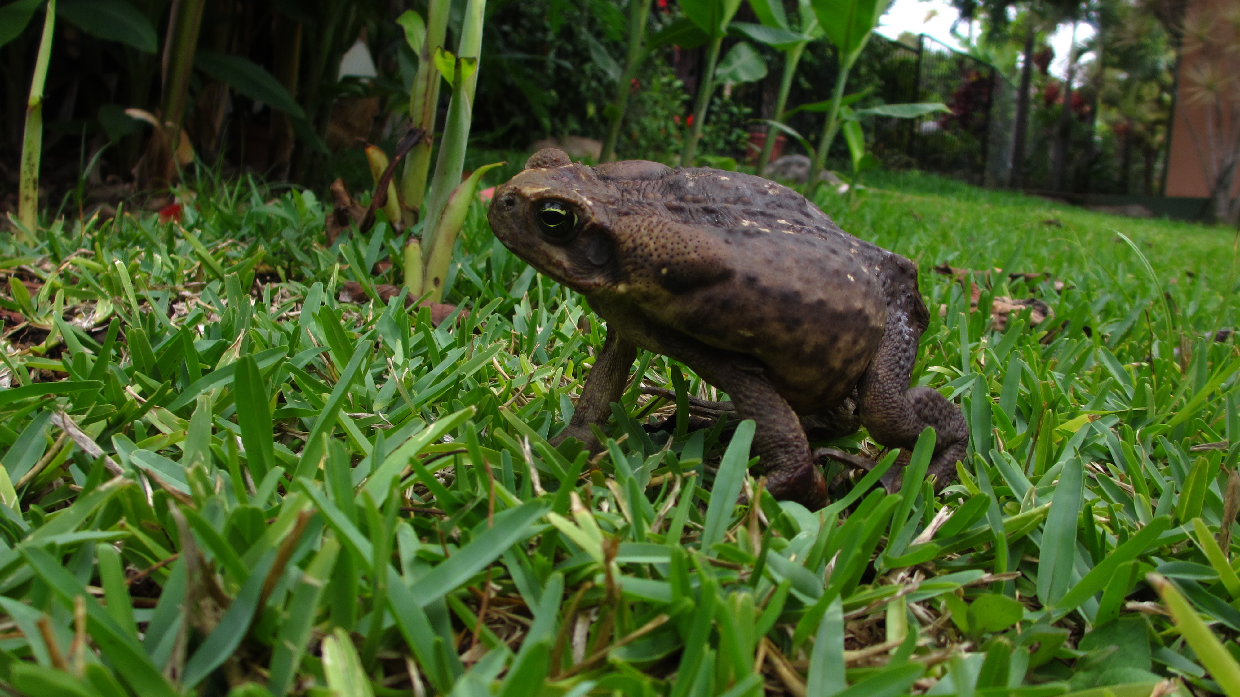 Yard toad