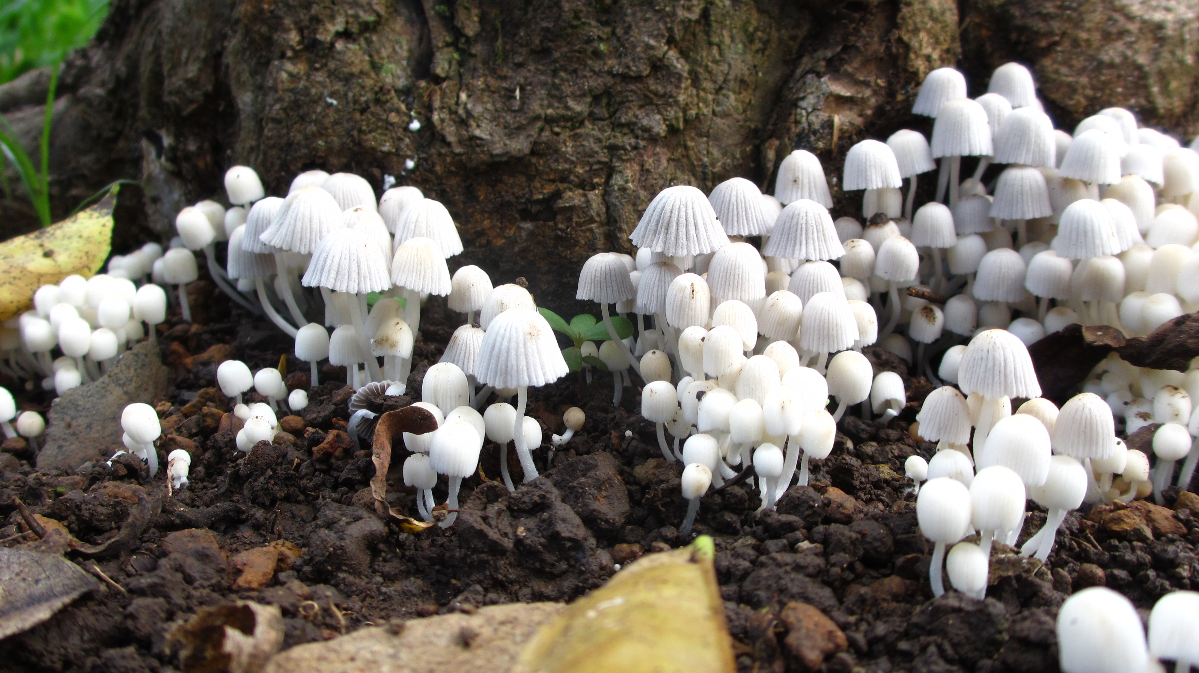 06.02.13 Mushrooms 2