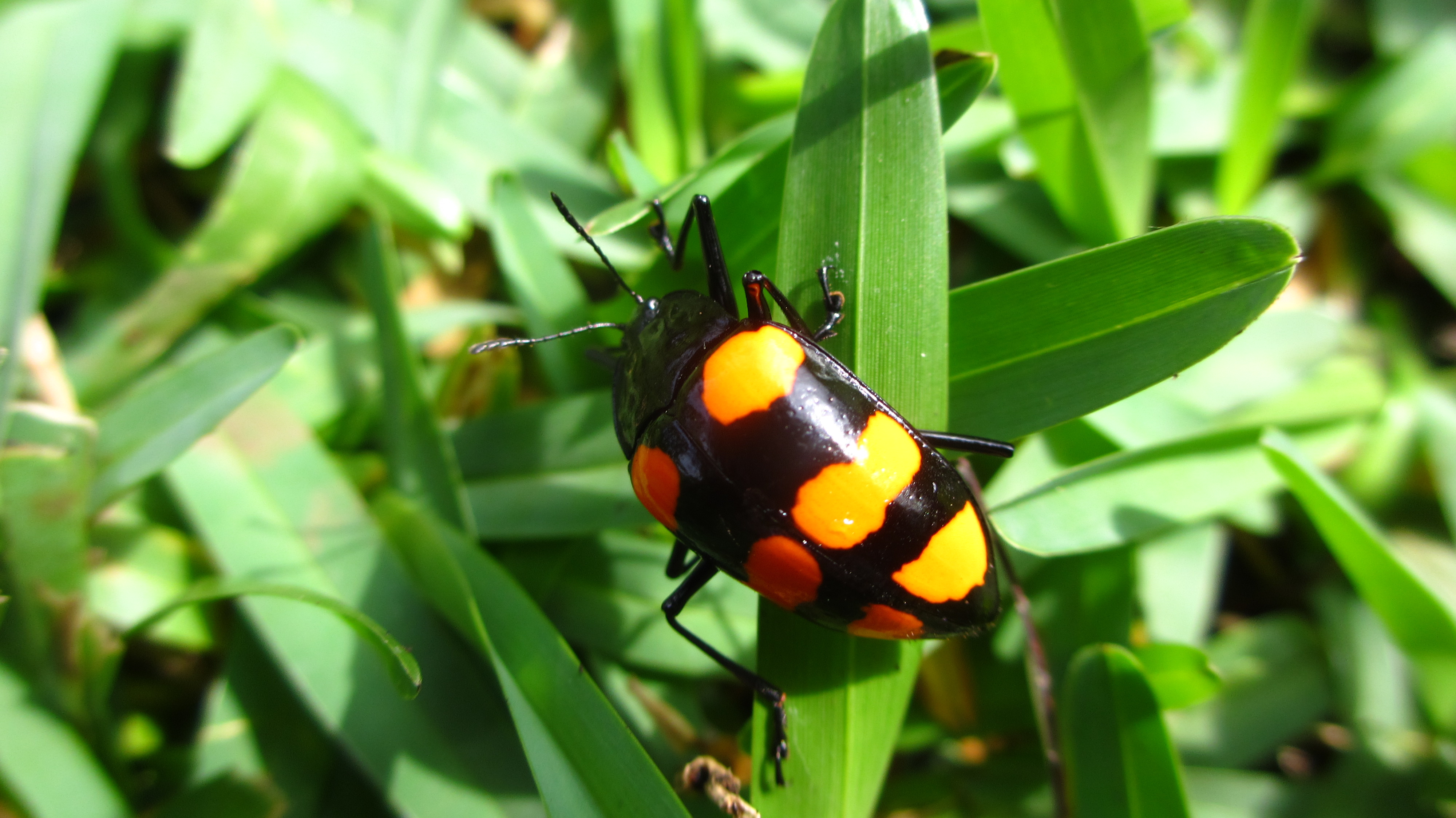 06.02.13 Orange Black bug