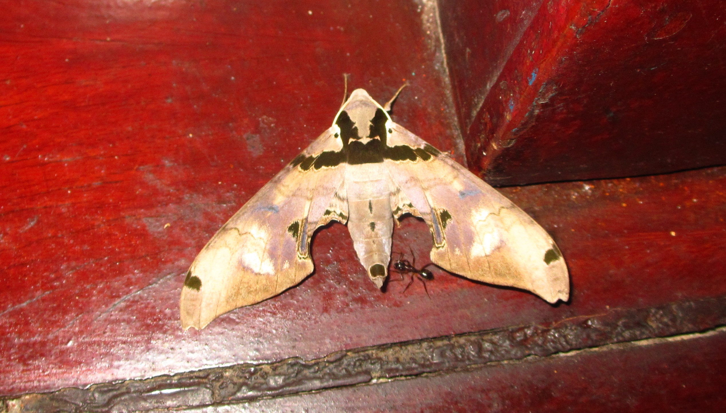 flight moth