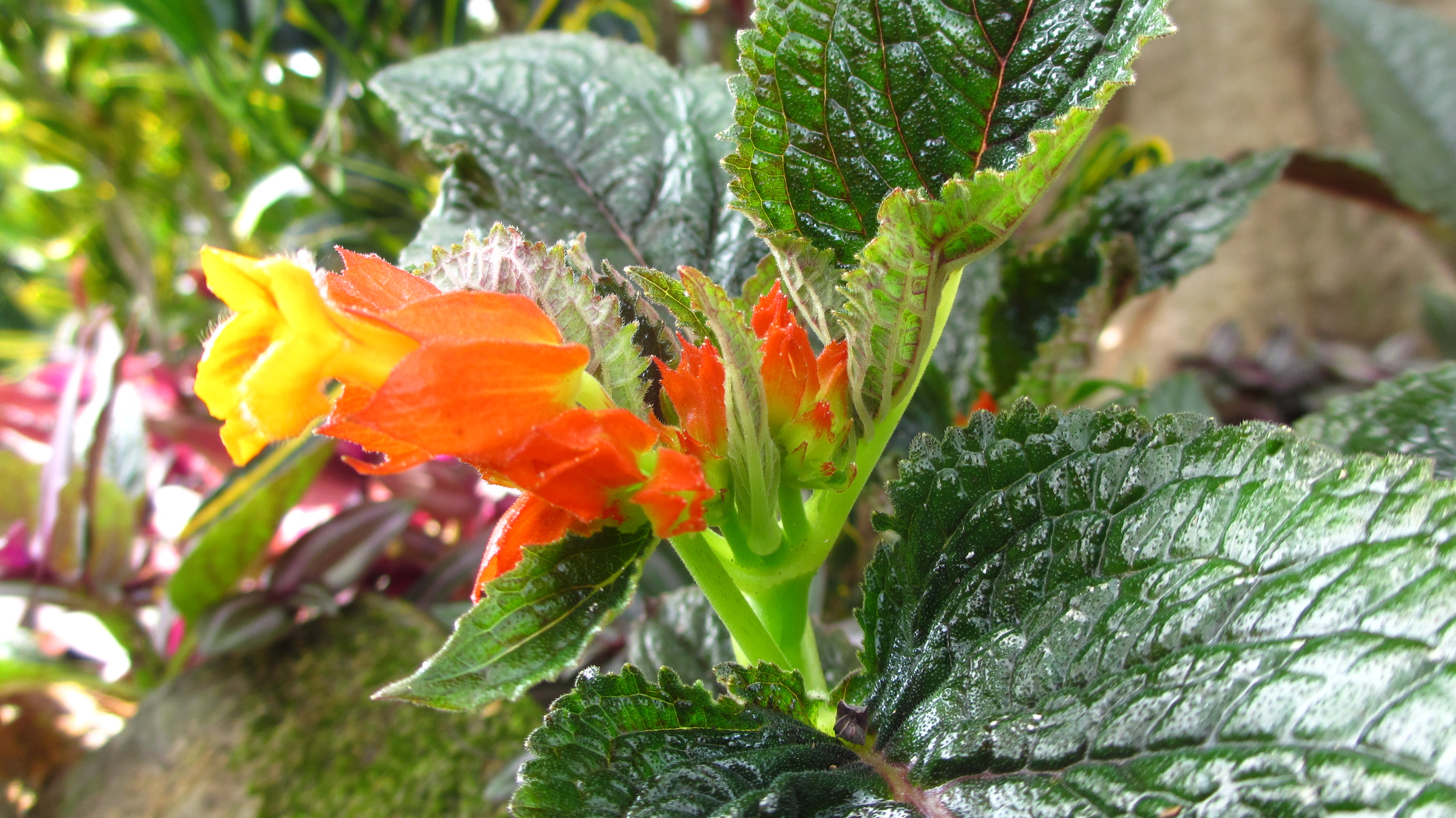 orange-awesome-flower